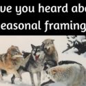 Have you heard about seasonal framing?